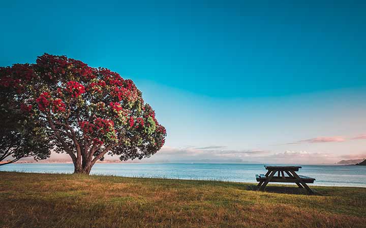 Nouvelle-Zélande (Waitangi)
