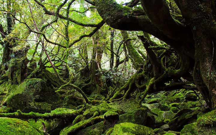 Japon (Yakushima)