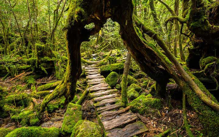 Japon (Yakushima)