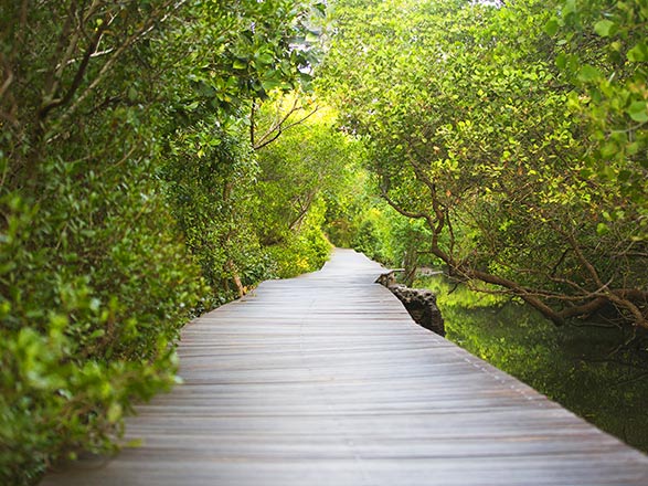 Odyssée tropicale entre Indonésie et nord-est Australien 