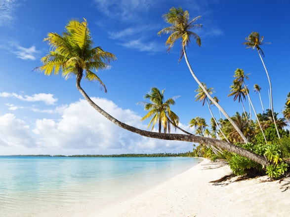 Antilles : Martinique, Guadeloupe, St Kitts, Tortola, Rép. Dominicaine 
