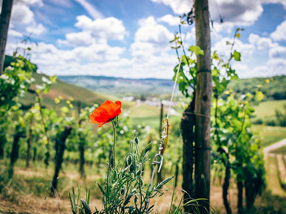 4 FLEUVES : les vallées du Neckar, du Rhin romantique, de la Moselle et de la Sarre