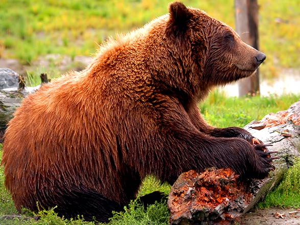 Alaska, Canada 