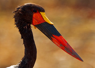 Namibie et Afrique du Sud 